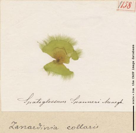 Spatoglossum spanneri_158.jpg